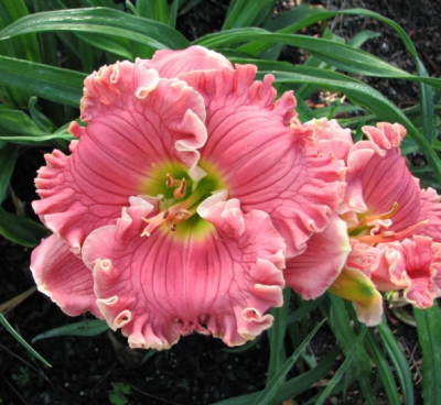 Лилейник Венециан Фриндж фото