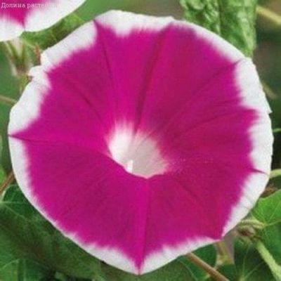 Ипомея Розовое наслаждение Ипомея Розовое наслаждение фото