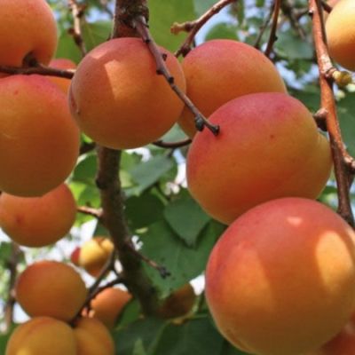 Абрикос Россиянин Абрикос Россиянин - Dolina-Sad.Ru