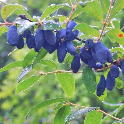 Жимолость Рич Жимолость Рич - Dolina-Sad.Ru