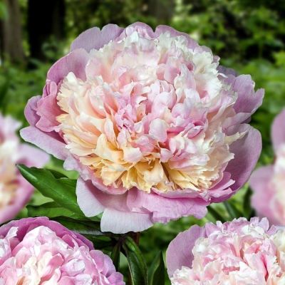 Пион Мадам Кало - Dolina-Sad.Ru