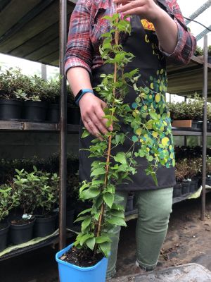 Клематис Ферст Лав PBR, С2 Клематис Ферст Лав PBR, С2 фото