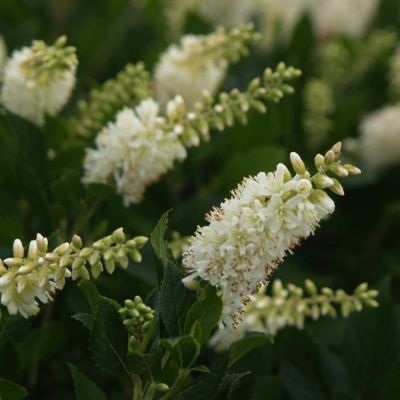 Клетра ольхолистная, С2 Клетра ольхолистная, С2 - Dolina-Sad.Ru