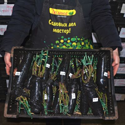 Роза Артур Белл Роза Артур Белл фото