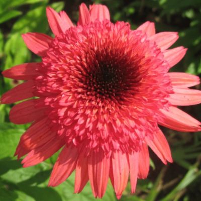 Эхинацея Распберри Трафл Эхинацея Распберри Трафл фото