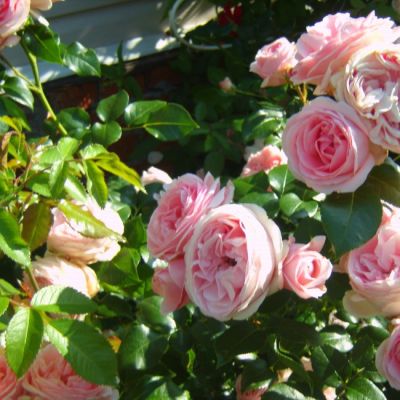 Роза Джаржина Роза Джаржина фото