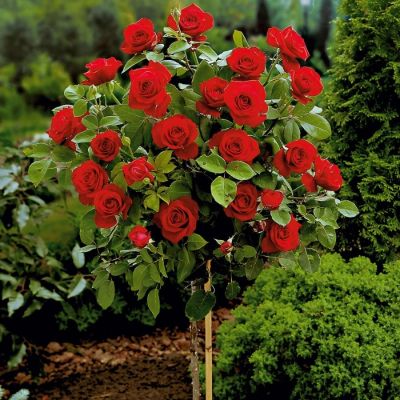 Роза штамбовая Гранд Гала Роза штамбовая Гранд Гала - Dolina-Sad.Ru