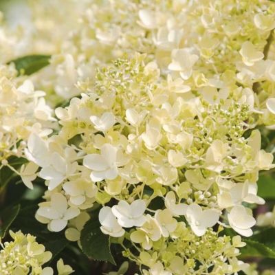 Гортензия метельчатая Милк энд Хани, С2 Гортензия метельчатая Милк энд Хани, С2 - Dolina-Sad.Ru