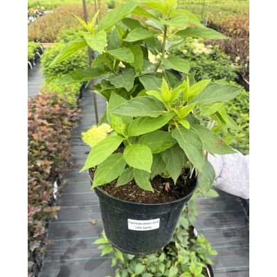 Гортензия метельчатая Литл Спуки, С3 - Dolina-Sad.Ru