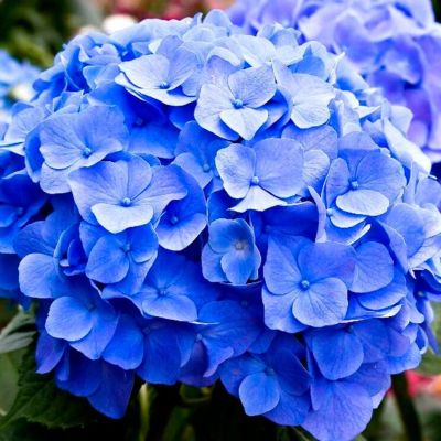 Гортензия крупнолистная Боденси - Dolina-Sad.Ru