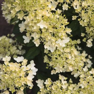 Гортензия метельчатая Милк энд Хани, С2 Гортензия метельчатая Милк энд Хани, С2 - Dolina-Sad.Ru