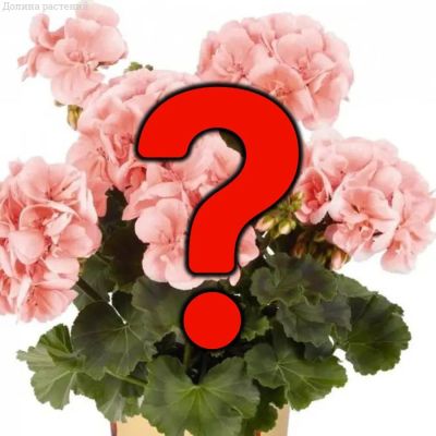 Пеларгония Микс - Dolina-Sad.Ru