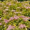 Спирея Зен Спирит Голд, С2 Спирея Зен Спирит Голд, С2 - Dolina-Sad.Ru