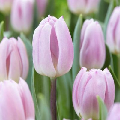 Тюльпан Свит Флэг Тюльпан Свит Флэг - Dolina-Sad.Ru