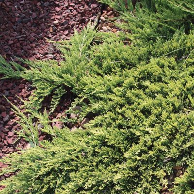 Можжевельник горизонтальный Прострата, С3 - Dolina-Sad.Ru