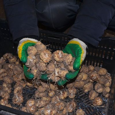 Калла Каптейн Виолетта Калла Каптейн Виолетта - Dolina-Sad.Ru