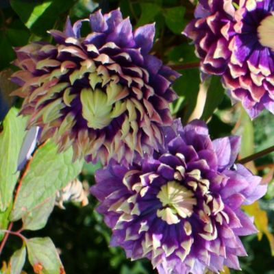 Клематис Тайга PBR Клематис Тайга PBR фото