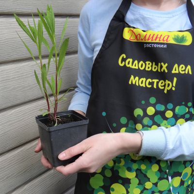 Гелениум осенний Хелена Ред фото