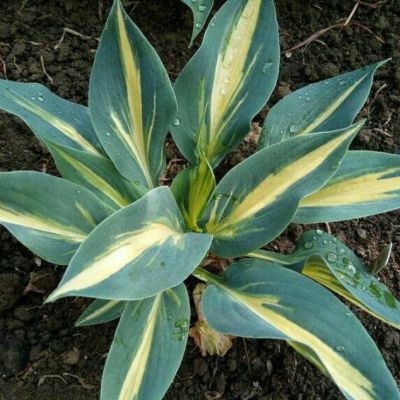 Хоста Пати Поппер , P11 Хоста Пати Поппер , P11 фото