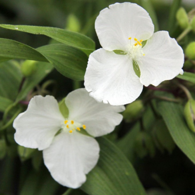 Традесканция Андерсона Инносенс фото