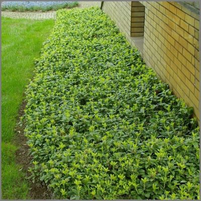 Пахизандра верхушечная Грин Карпет, С3 - Dolina-Sad.Ru