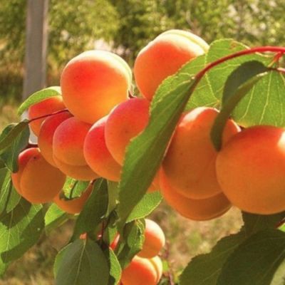 Абрикос Чемпион Севера Абрикос Чемпион Севера - Dolina-Sad.Ru