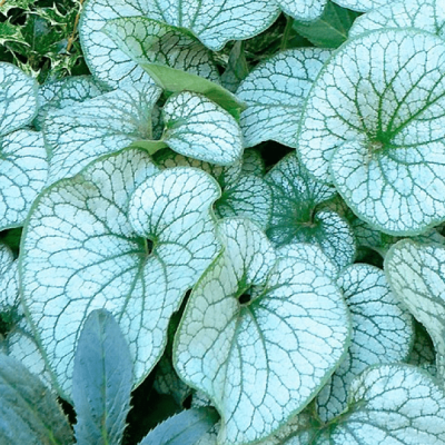 Бруннера Александерс Бруннера Александерс фото