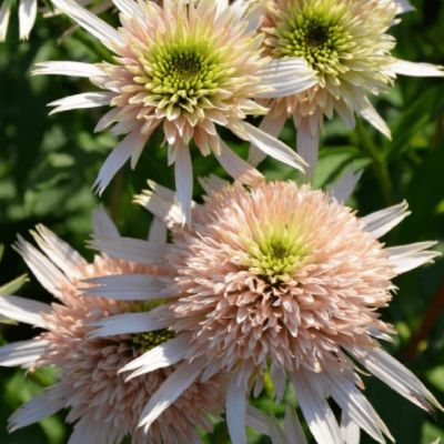 Эхинацея Черри Флафф Эхинацея Черри Флафф фото