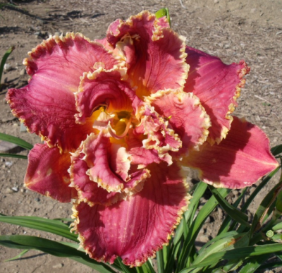 Лилейник Венециан Фриндж фото