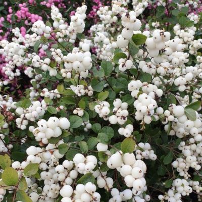 Снежноягодник Вайт Хедж Снежноягодник Вайт Хедж фото