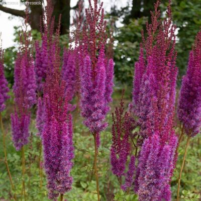 Астильба китайская Пурпуркерце - Dolina-Sad.Ru