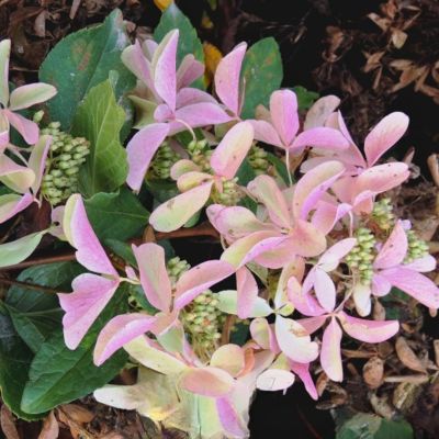 Гортензия метельчатая Стар Роуз, С3 - Dolina-Sad.Ru