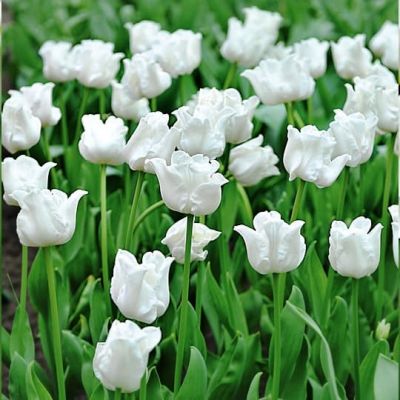 Тюльпан Уайт Либерстар фото