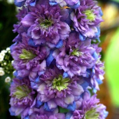 Дельфиниум Блюберри Пай - Dolina-Sad.Ru